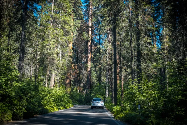 Auto op de snelweg in Sequoia National Park, California, Usa — Stockfoto