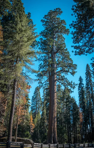 Görkemli redwoods Sequoia National Park, Kaliforniya, ABD — Stok fotoğraf