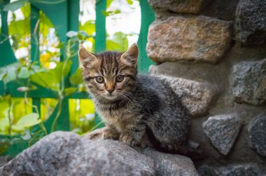Küçük gri kırma yavru kedi