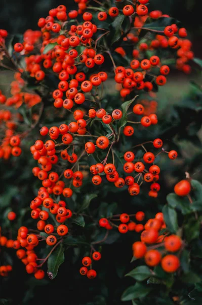 Bayas de otoño brillantes de ceniza silvestre de montaña — Foto de Stock