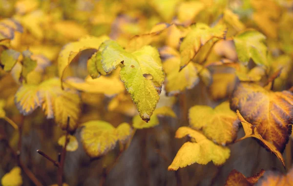 Heldere gele herfst gebladerte. Herfst achtergrond — Stockfoto