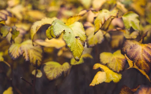 Желтая осенняя листва — стоковое фото
