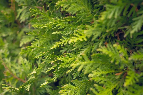 Gałęzie Jałowca Zielony Projekt Ogrodu Naturalny Zielony Żywopłot — Zdjęcie stockowe