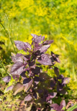Lahanası taze fesleğen bahçede