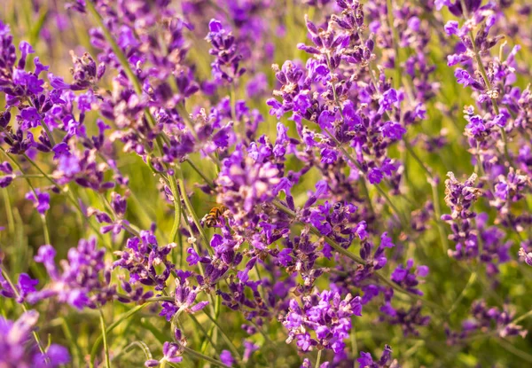 Blühender Berglavendel. Duftende Wildblumen und Honigbienen — Stockfoto