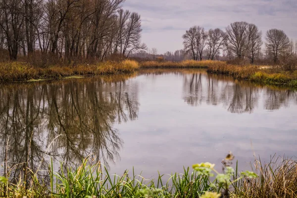 Autumn suburban landscape. Picturesque serene autumn nature. Wet riverbed overgrown with reeds and autumn trees. November morning