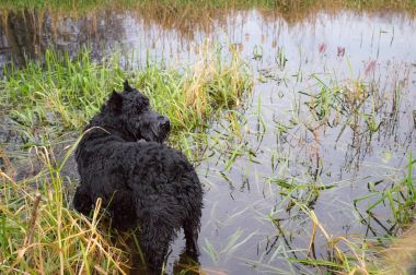 Oynak siyah dev schnauzer bataklık bir nehir kıyısında. Doğa üzerinde yürümek. Bir büyük oynak köpek Schnauzer Riesen. Bakımlı safkan evde beslenen hayvan