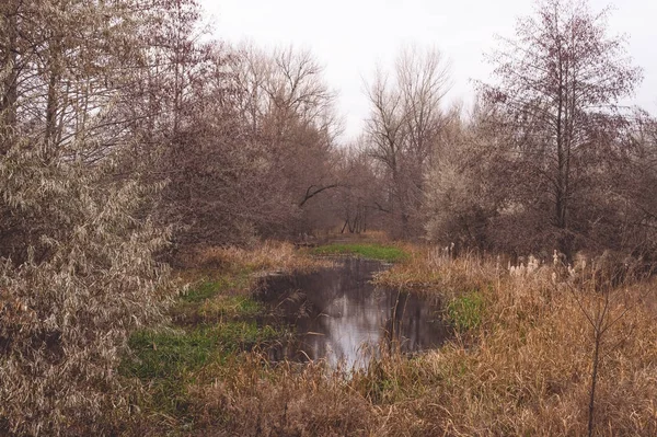 Automne Pittoresque Dans Les Marais — Photo