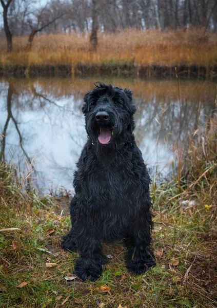 Černého Knírače Přírodě Portrét Pet — Stock fotografie