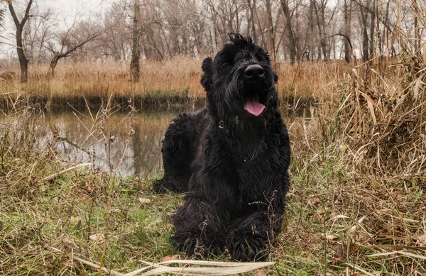 Svart Gigantisk Schnauzer Som Hviler Bredden Myrfylt Elv – stockfoto