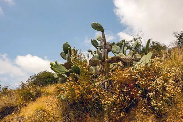 Cacti in California. Vegetation of the Hollywood Hills
