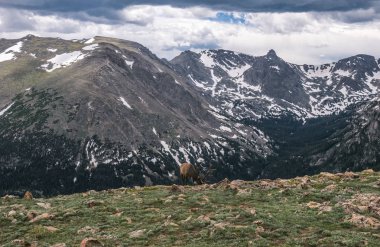 Colorado Rockies doğası. Yüksek dağ mera üzerinde vahşi Kızıl geyik