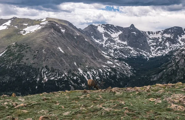 Природа Скалистых Гор Колорадо Дикий Красный Олень Высоком Горном Пастбище — стоковое фото