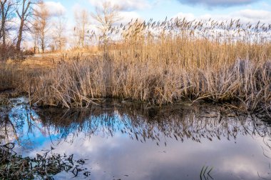 İngiltere'de güneşli bahar günü. Gölün sulak kıyısında