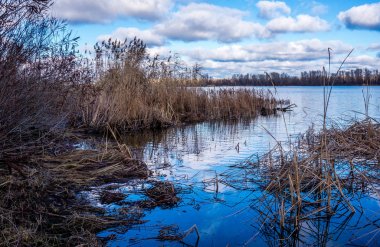 İngiltere'de bahar tezcan. Islak bahar çayır