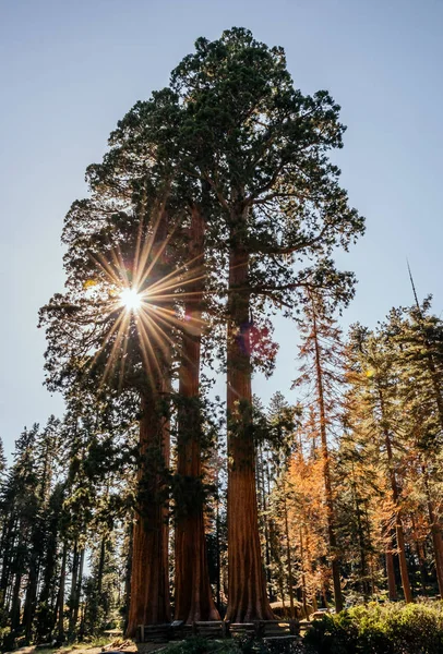 Grove Sequoia National Park California — Stok fotoğraf