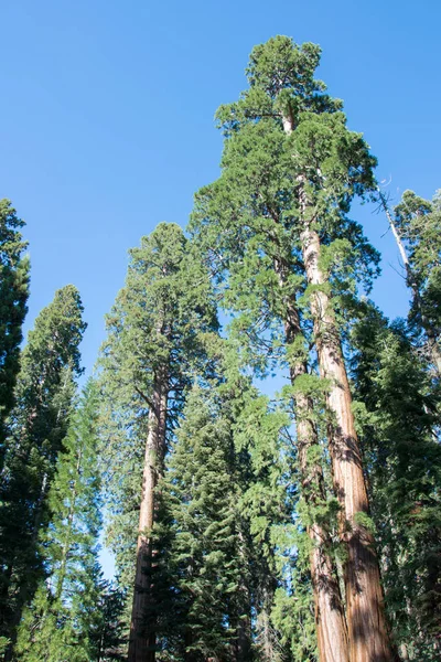 雄伟的 Sequojadendrons 对清澈的蓝天 加州红杉国家公园 — 图库照片
