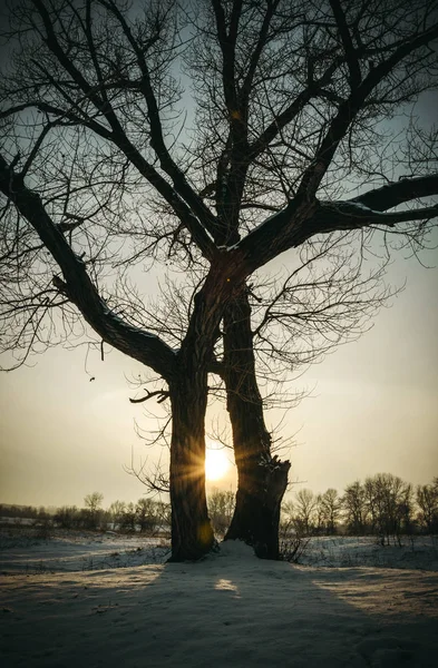 Coucher Soleil Hiver Champ Neige Hiver Vieux Peupliers — Photo