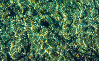 Mısır'ın Kızıldeniz kıyısını faunası. Sharm El Sheikh kumsalda dinlenmek