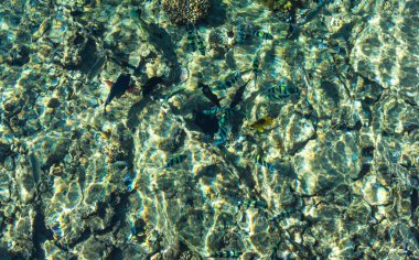 Mısır'daki bir mercan kayalığı hayatına. Sharm El Sheikh Beach