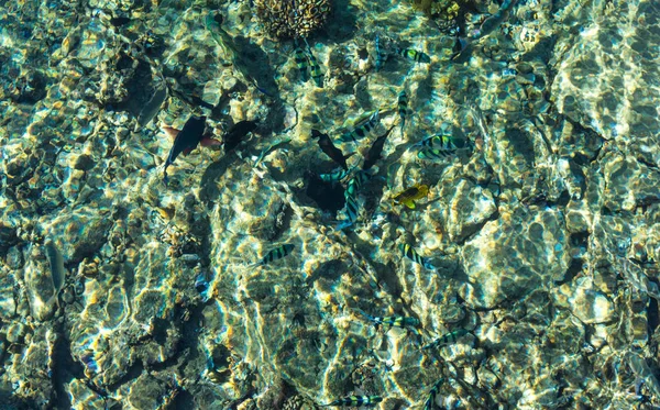 Mısır'daki bir mercan kayalığı hayatına. Sharm El Sheikh Beach