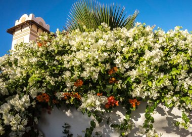 Akdeniz Bahçe. Çiçek açması Begonvil dan pitoresk çit