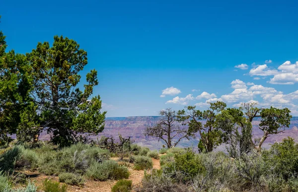 Büyük Kanyon Milli Parkı Arizona Pitoresk Doğası Arizona Çölü Bitki — Stok fotoğraf