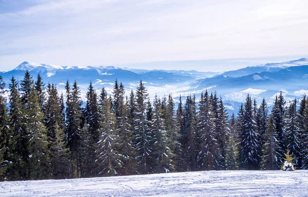 Kış sisli iğne yapraklı orman. Doğu Avrupa, Ukrayna'da Karpat Dağları'nın vahşi doğa