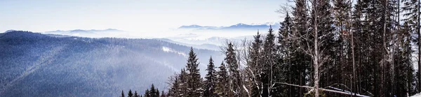 Winter foggy coniferous forest. Wild nature of the Carpathian Mountains in Eastern Europe, Ukraine