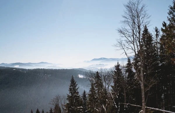 Vinter Dimmigt Barrskog Vilda Natur Karpaterna Östra Europa Ukraina — Stockfoto
