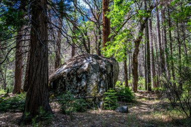 Orman ve kayalar Yosemite Vadisi'nde. Yosemite Milli Parkı, Kaliforniya, ABD için seyahat