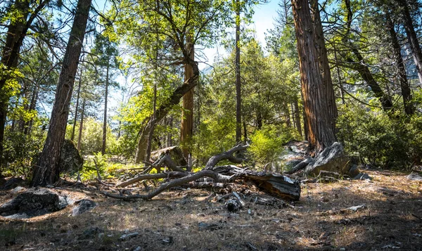 Erdő Yosemite Völgyben Utazás Yosemite Nemzeti Parkban California Amerikai Egyesült — Stock Fotó