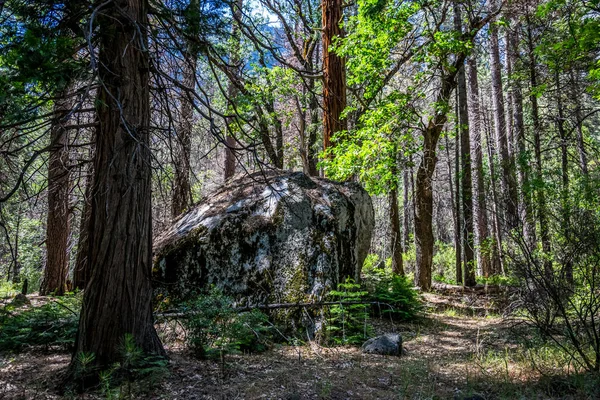 Erdő Sziklák Yosemite Völgyben Utazás Yosemite Nemzeti Parkban California Amerikai — Stock Fotó