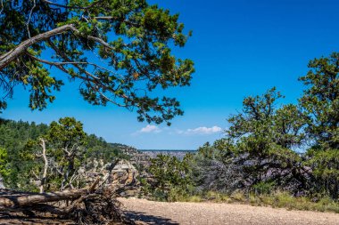 Büyük Kanyon yamacında çöl Ağaç kurudu. Colorado Platosu, Arizona