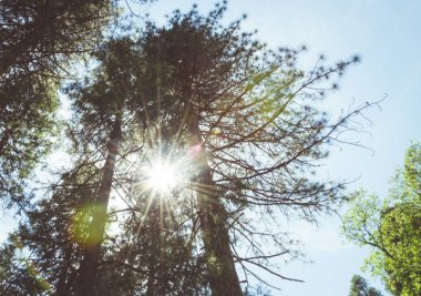 Güneşli yaz orman Yosemite Vadisi. Yosemite Milli Parkı, Kaliforniya, ABD