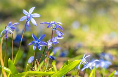 Mavi orman bahar Scilla güneşli çayır üzerinde