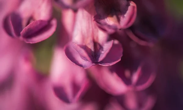 Mor Çiçekli Alan Çan — Stok fotoğraf