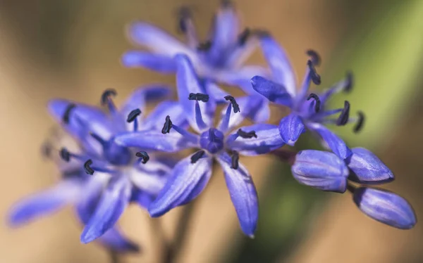 Mavi Orman Bahar Scilla Renkli Makro Closeup Bahar — Stok fotoğraf