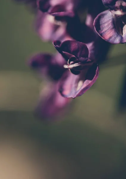 라일락 다채로운 블루베리의 — 스톡 사진