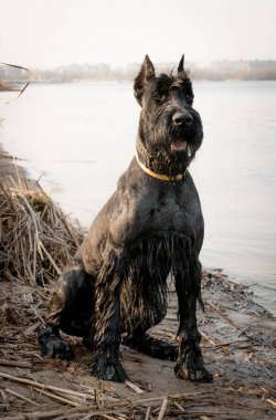 Dev schnauzer nehir kıyısında. Alman safkan köpek