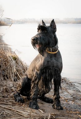 Dev schnauzer nehir kıyısında. Alman ırkı köpekler