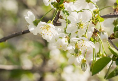 Kiraz ve mavi gökyüzü çiçeklenme. Güzel ışık bahar kartpostal