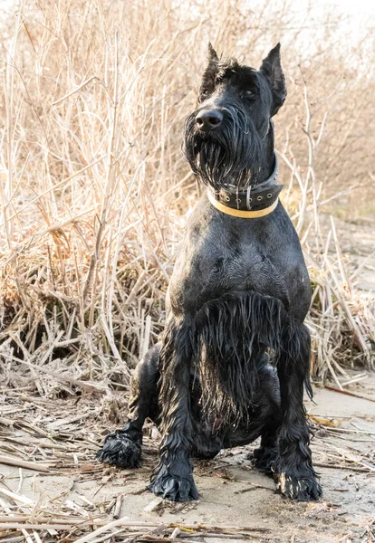 Young Giant Schnauzer Parken Tidlig Våren Tysk Fullblods Hund – stockfoto