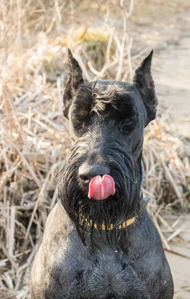 Svart Rizen Schnauzer Tur Vårparken – stockfoto