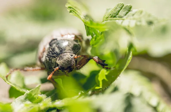 Mayıs Böceği Bir Yaprak Bir Fern Bahar Portre — Stok fotoğraf