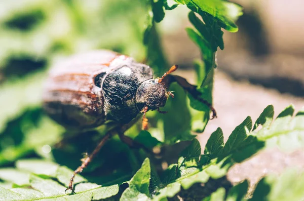 Chafer Bug Dans Jardin Fougères Printanières Gros Plan Printanier — Photo