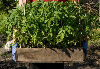 Domates yeşil taze Fidan Dikim Bahar bahçesinde bahçıvan