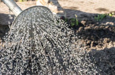 Eski metal sulama olabilir ve bir bahçe yatak sulama