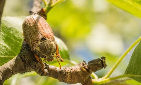 Pode Bug Jardim Verão Ensolarado — Fotografia de Stock