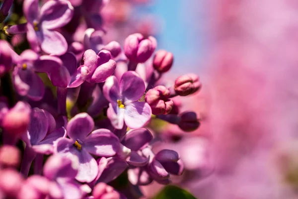 Fialové Květy Jara Kvetoucí Šeřík Jaře Pozadí — Stock fotografie